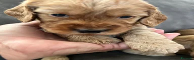Cockapoo 2