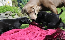 Labrador Retriever dogs for sale: Black Labrador Retriever Puppies - Image 2