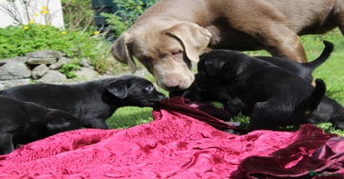Labrador Retriever dogs - Advert 3