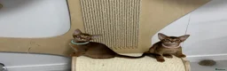 Abyssinian cats for sale: Champion parents amazing kittens  - Advert 23