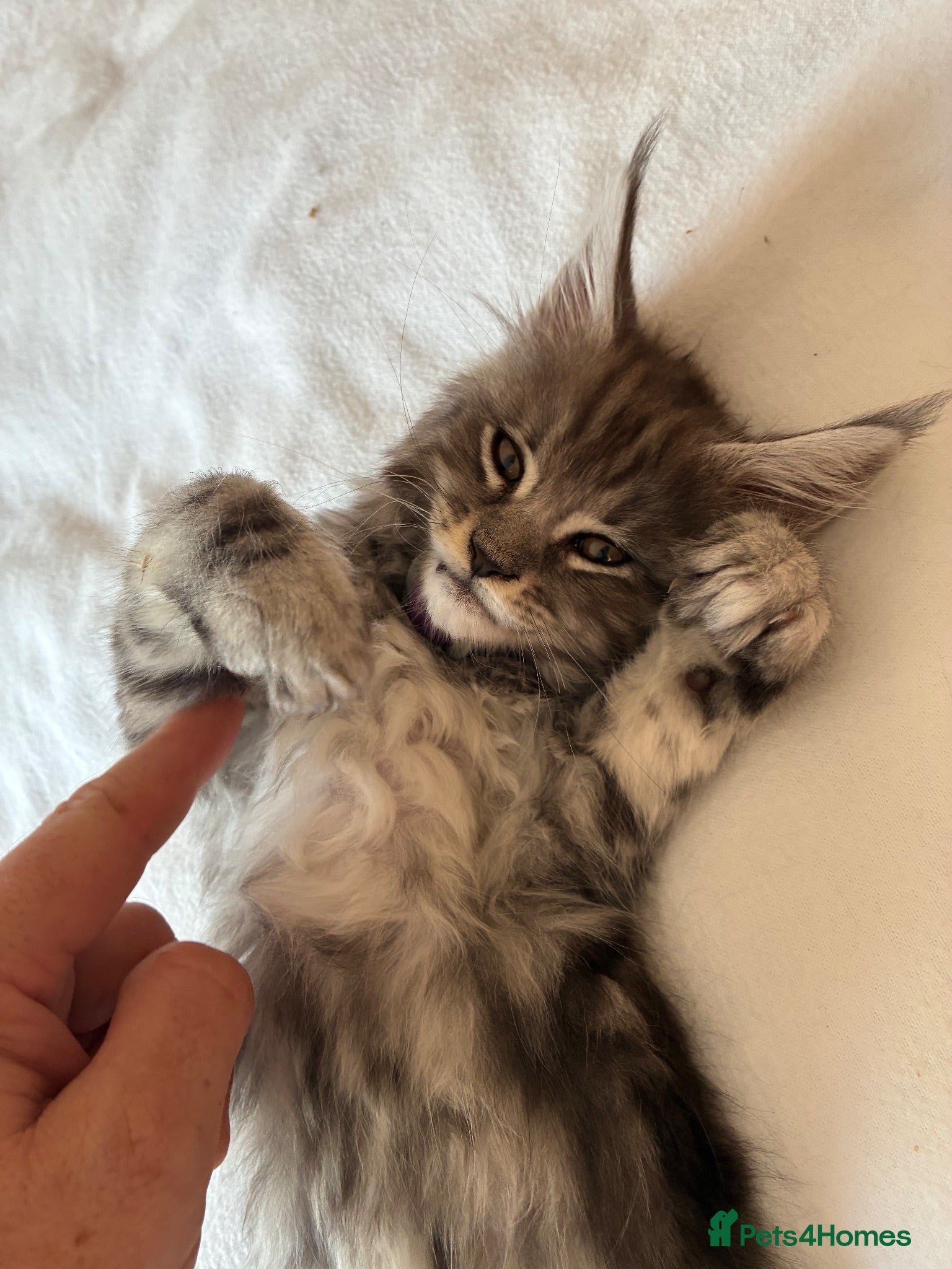 Maine Coon cats Maine coon kittens  - Advert 4