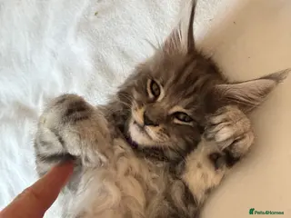 Maine Coon cats Maine coon kittens - Advert 4