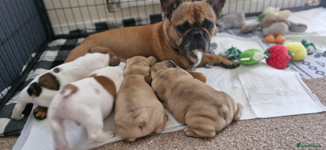 French Bulldog dogs for sale: French Bulldogs - Image 1