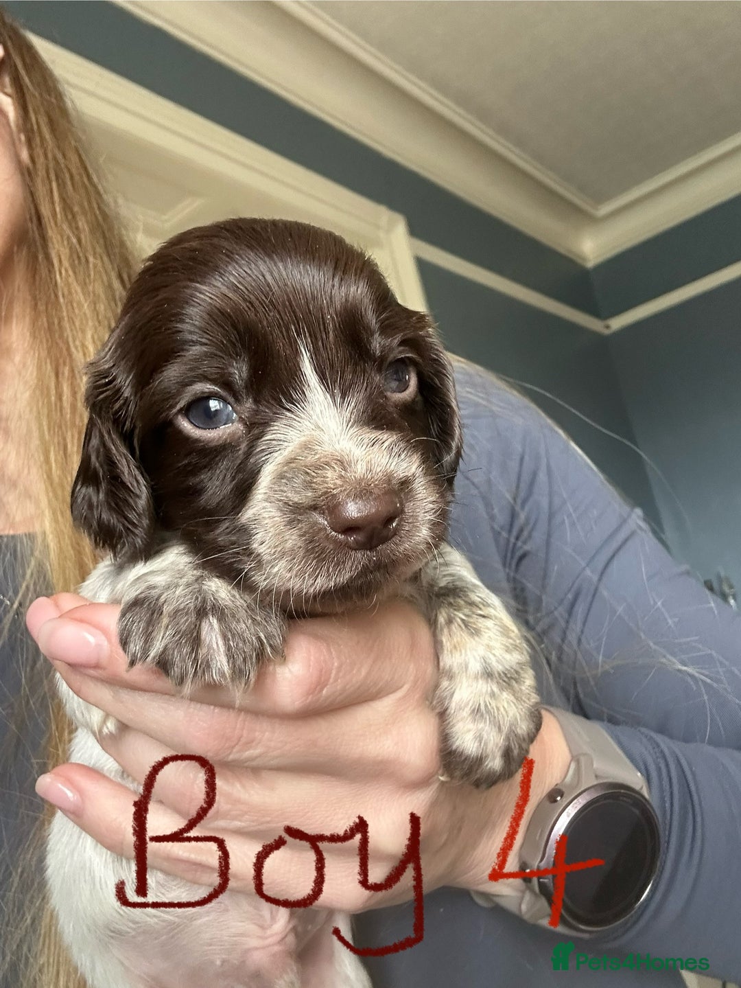 Sprocker dogs for sale: Sprocker Spaniel - Advert 5