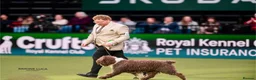 Spanish Water Dog dogs for sale: Spanish water dog  - Advert 18