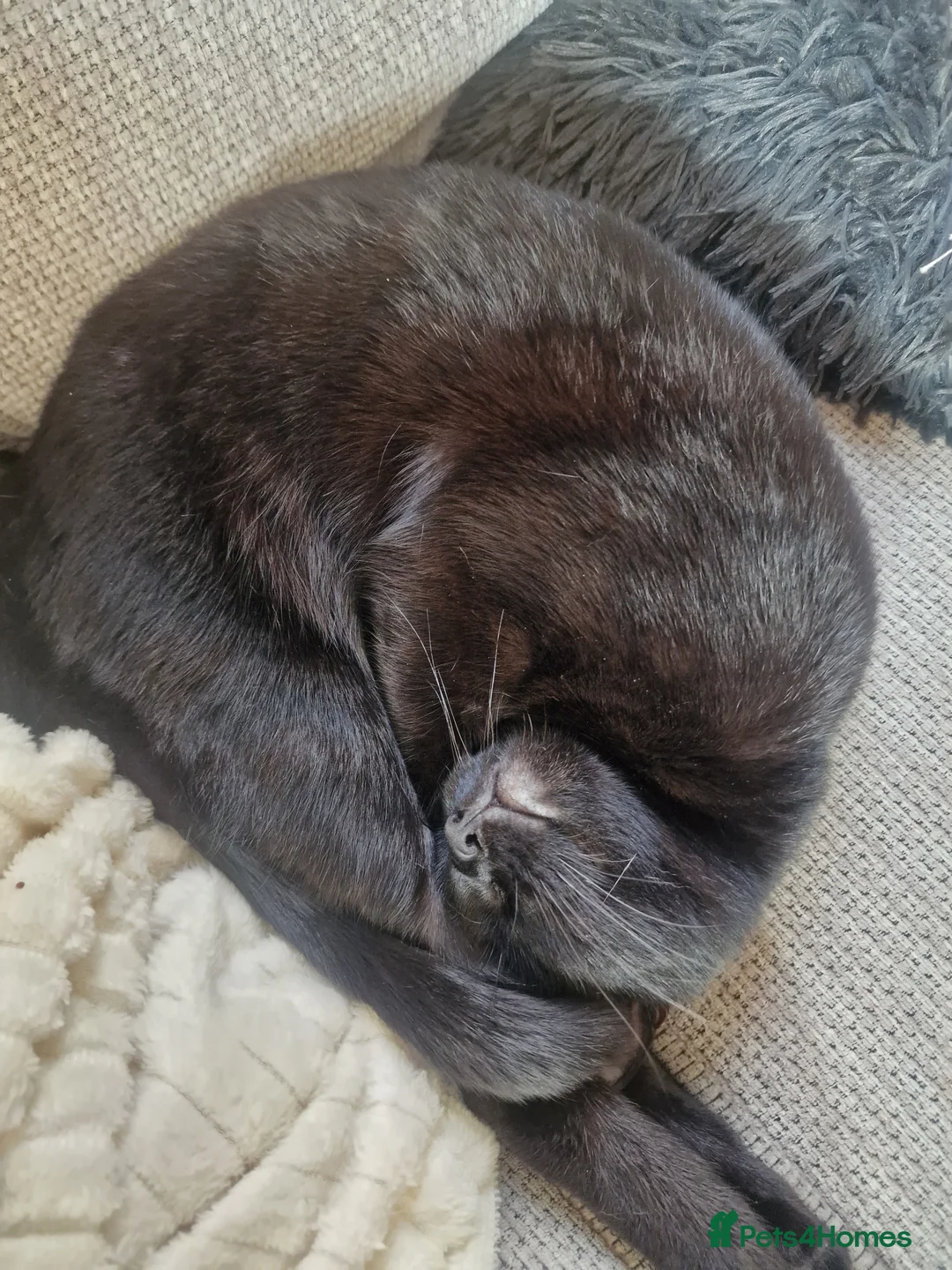 British Shorthair cats for sale: Milo kobie and shadow  - Advert 3