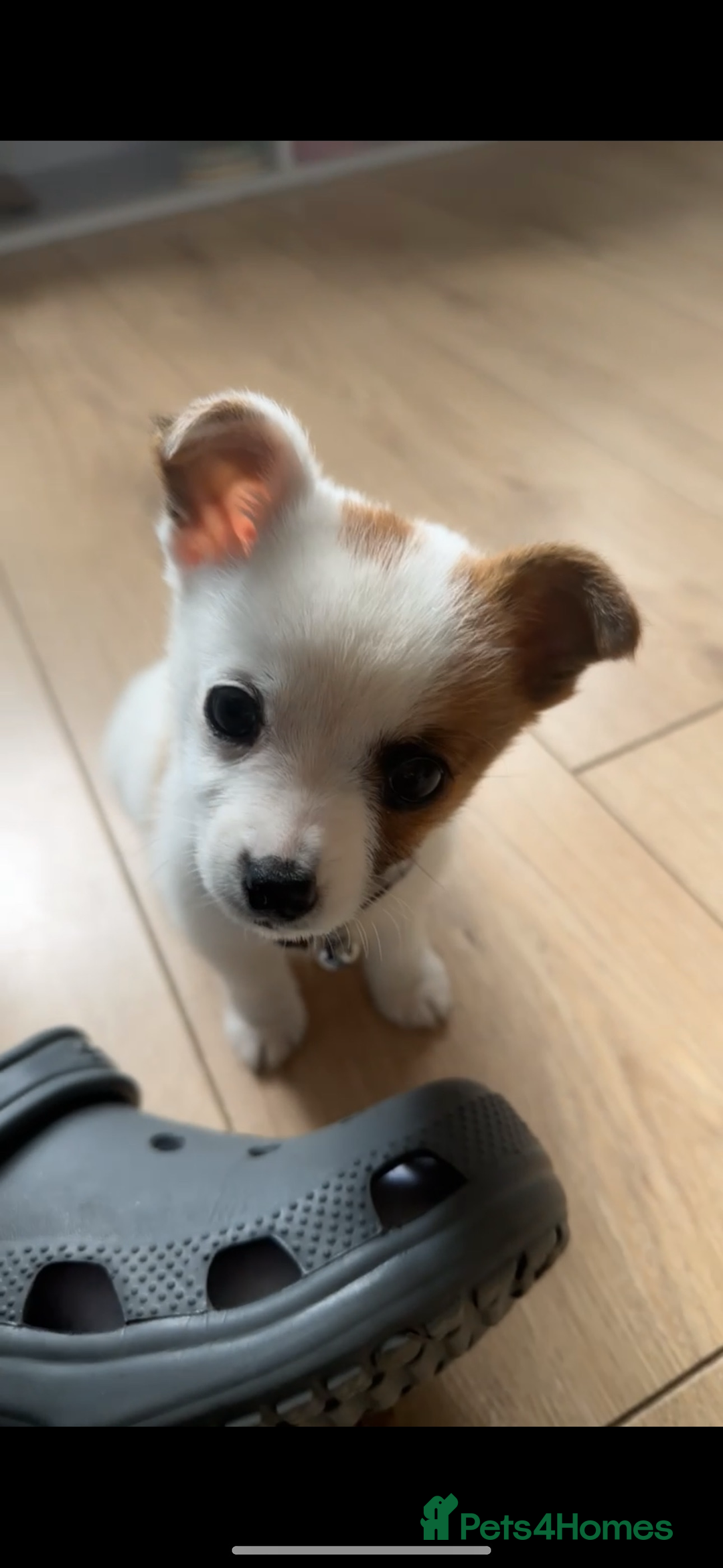 Mixed Breed dogs for sale: Male jack russel cross chihuahua  - Image 6