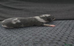 Chihuahua dogs for sale: Chihuahua  - Image 4