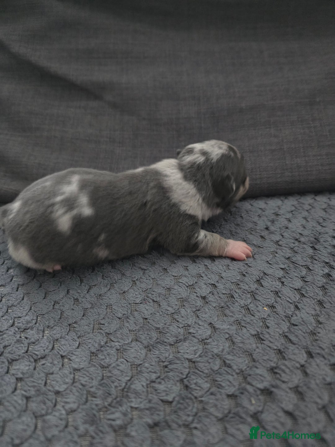 Chihuahua dogs for sale: Chihuahua  - Image 4