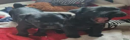 Patterdale Terrier dogs for sale: Patterdale puppy's  - Advert 2