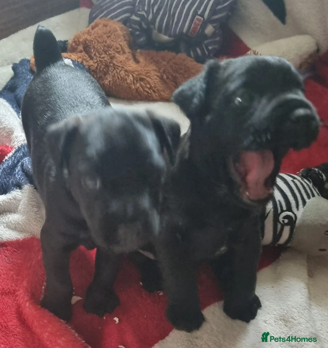 Patterdale Terrier dogs for sale: Patterdale puppy's  - Advert 2
