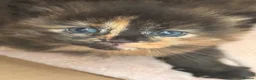 Mixed Breed cats for sale: 3 beautiful female kittens  - Advert 8