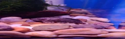 Other/Mixed Breed fish for sale: Manchester Pet's and Aquatics - Full Stock List - Advert 33