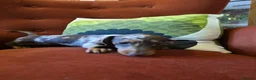 Miniature Dachshund dogs for sale: 6 stunning KC registered Pups  - Advert 3