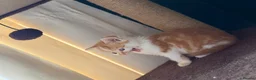 Domestic Shorthair cats for sale: Cute little fluffy kittens for sale  in Birmingham - Advert 14