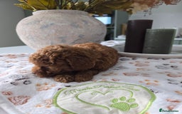 Toy Poodle dogs for sale: Kc reg deep red toy poodle council licensed  - Image 3