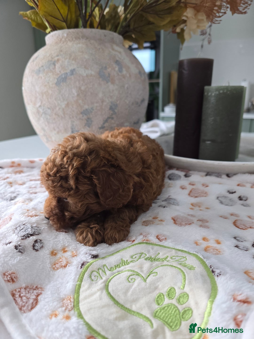 Toy Poodle dogs for sale: Kc reg deep red toy poodle council licensed  - Image 3