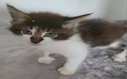 Maine Coon cats for sale: Maine coon X  - Image 2