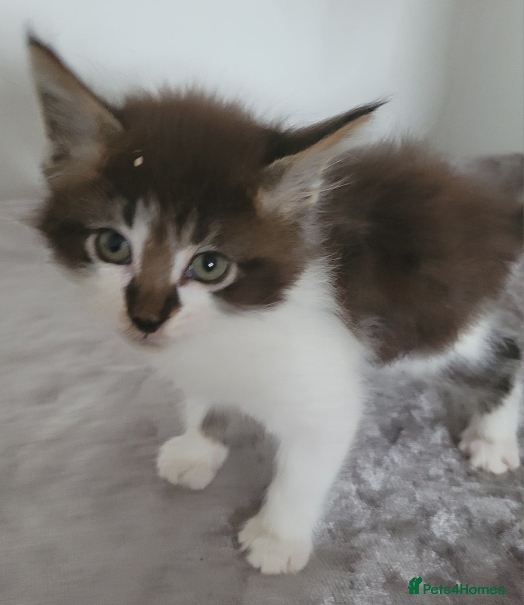 Maine Coon cats for sale: Maine coon X  - Image 2