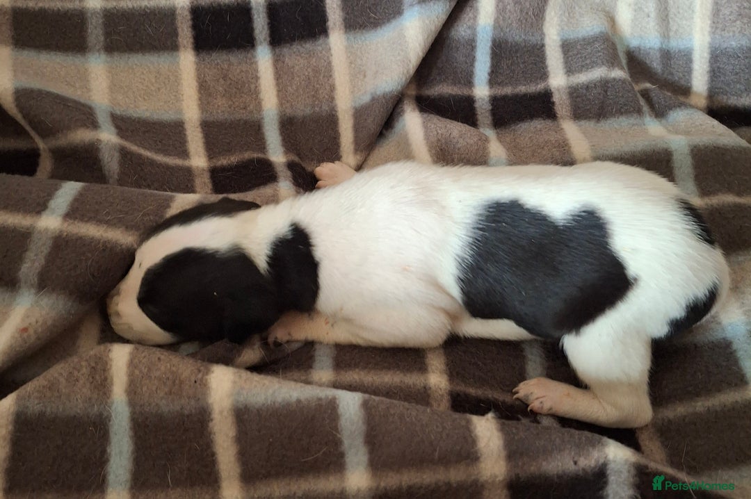 Whippet dogs for sale: KC Particolour Whippet Puppies - Image 15