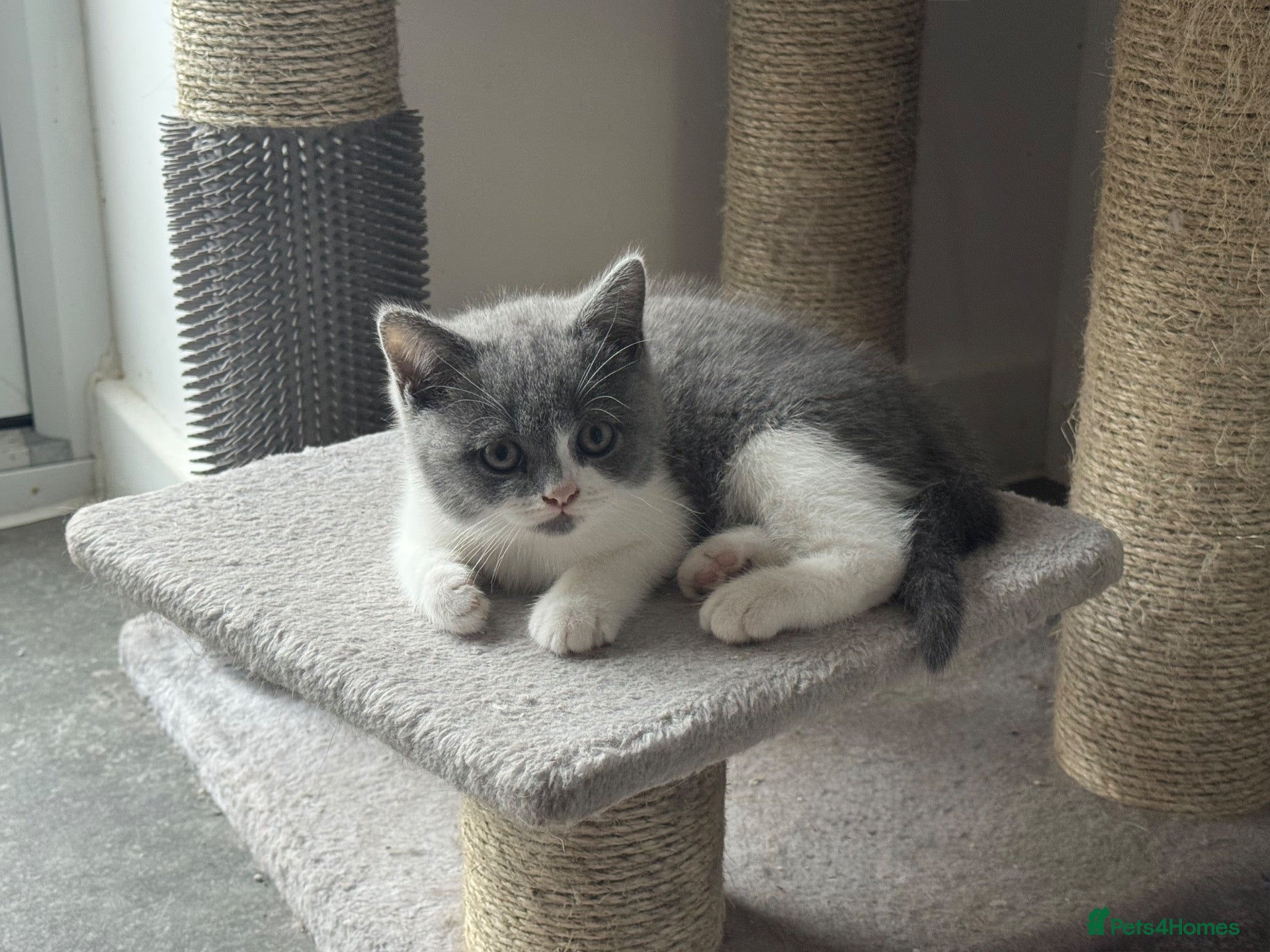 British Shorthair cats Stunning Gccf Registered British shorthair kittens - Advert 1