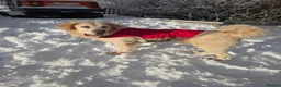 Mixed Breed dogs for sale: Rare Highland Sheppard Puppies Alabai Cross  - Advert 22