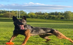 Belgian Shepherd Dog dogs for sale:  Belgian Malinois Puppies  in Telford - Image 2