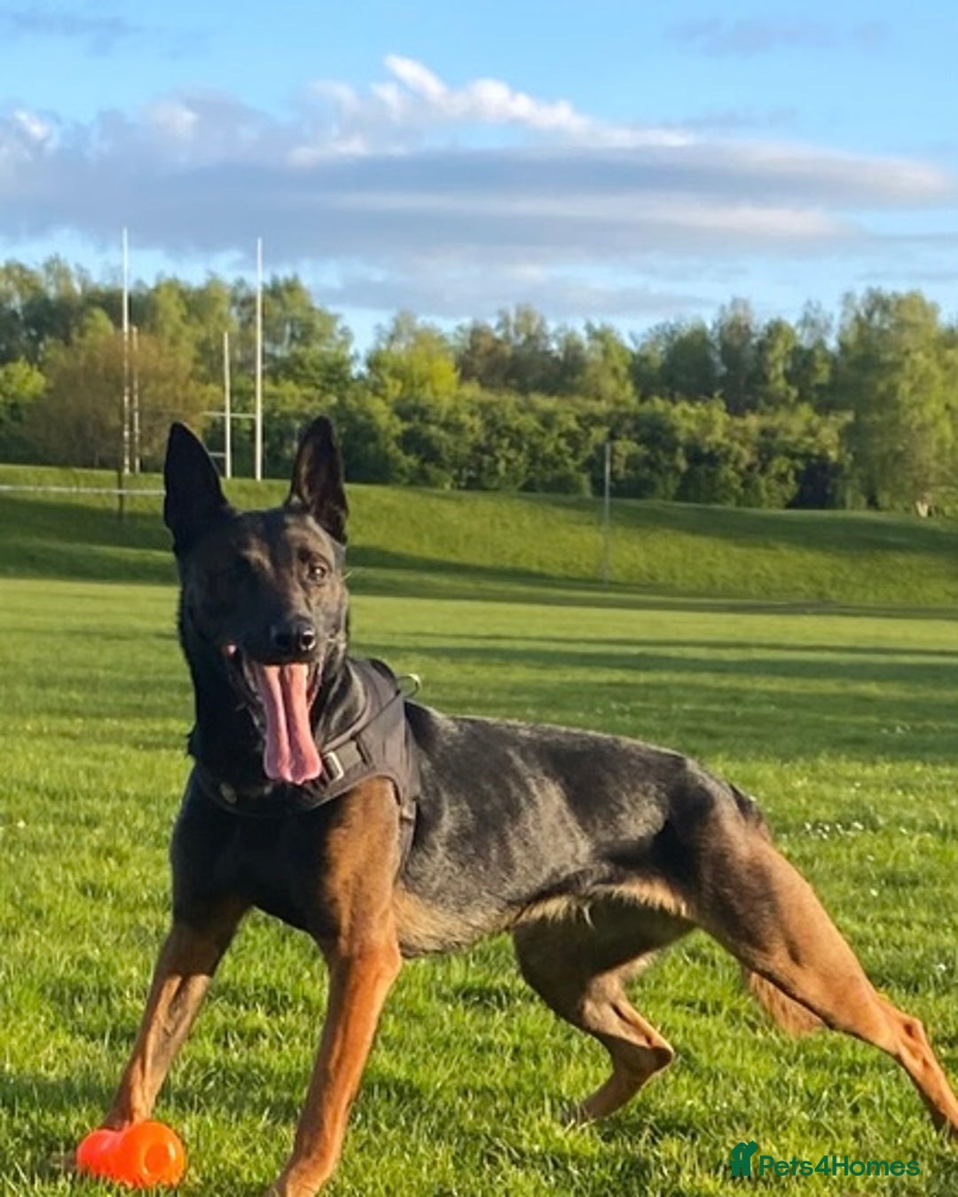 Belgian Shepherd Dog dogs for sale:  Belgian Malinois Puppies  in Telford - Image 2