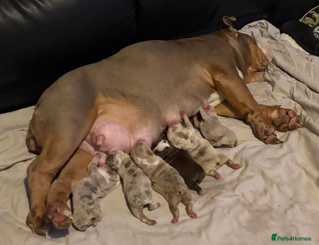 English Bulldog dogs for sale: Lovely puppies looking for their forever home  - Advert 2