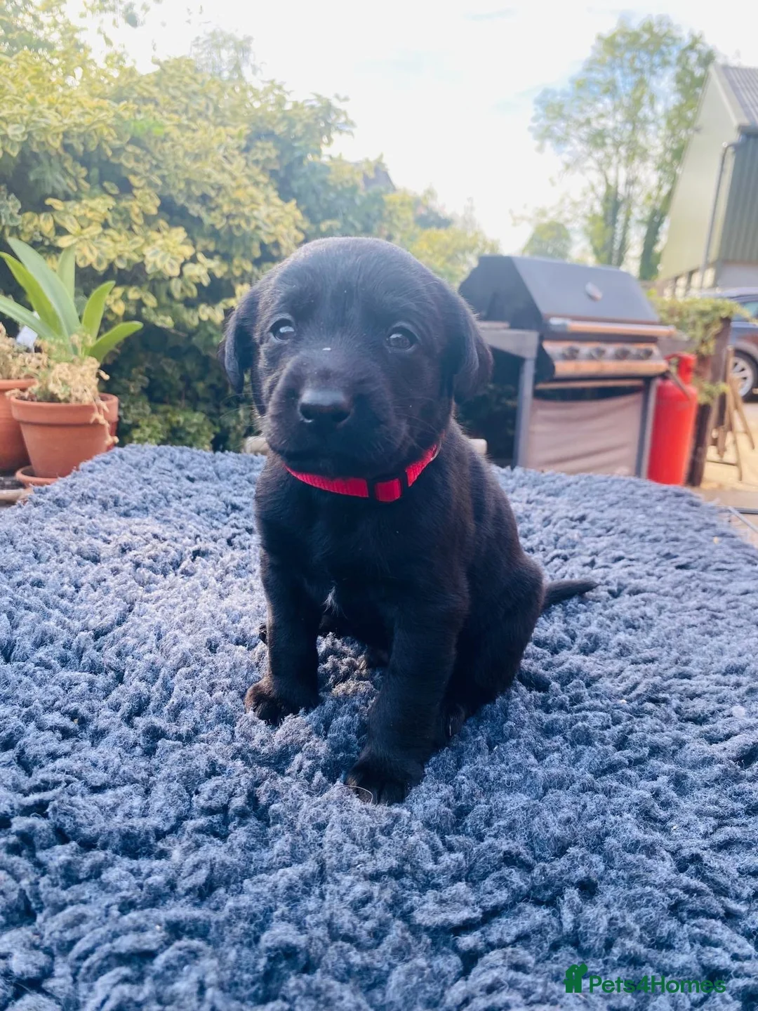 Labrador Retriever dogs for sale: Gordon in Marlborough - Advert 2