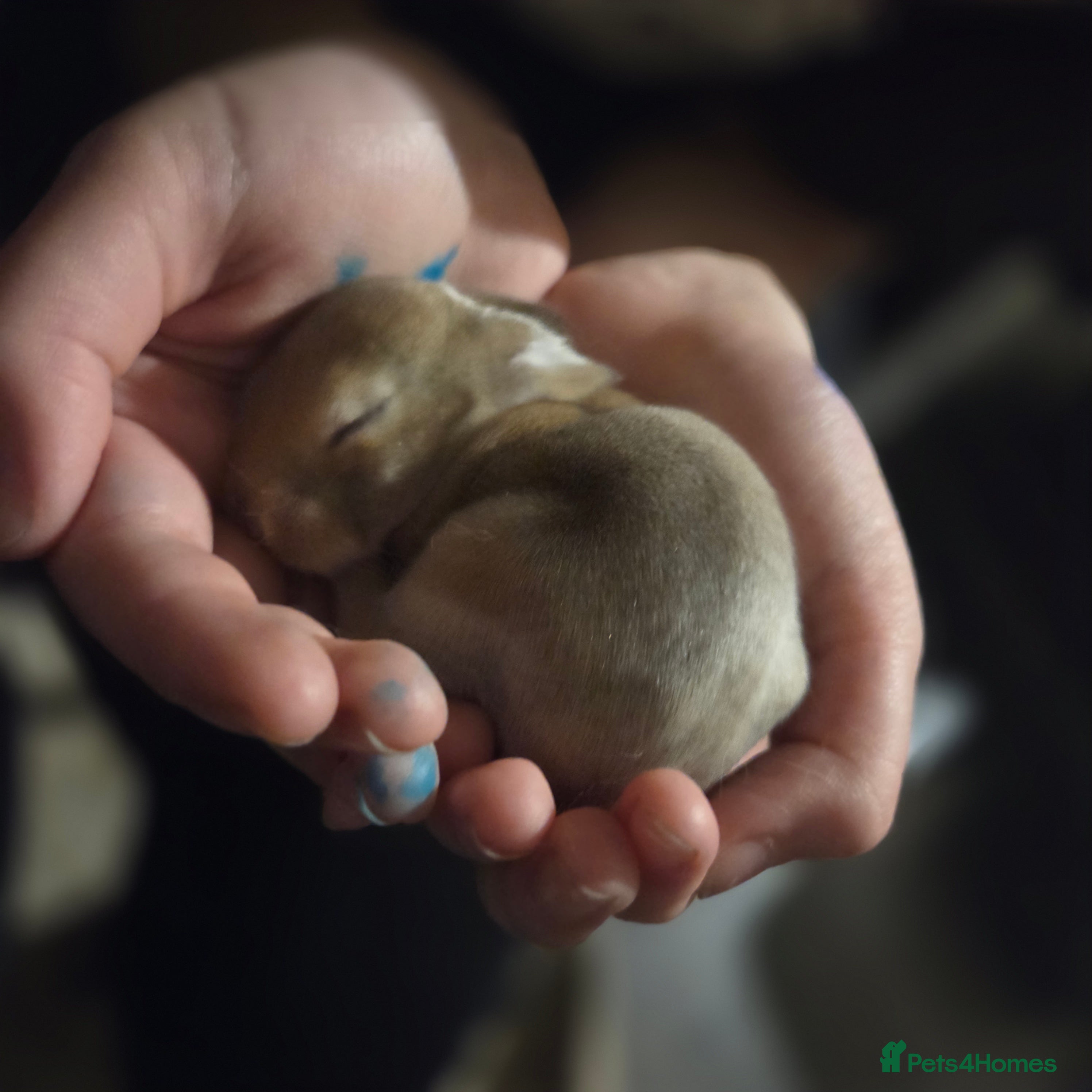 Mixed Breed rabbits Mixed breed bunnies - Advert 1