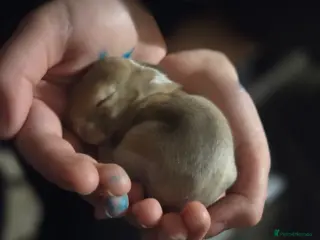 Mixed Breed rabbits Mixed breed bunnies - Advert 1