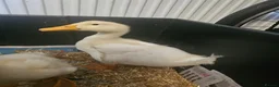 Ducks poultry for sale: 2 Aylesbury Ducklings - Advert 3