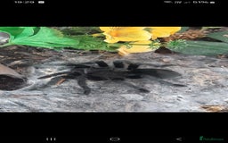 Tarantulas invertebrates for sale: Brazilian Black Sub Adult Female  - Image 2