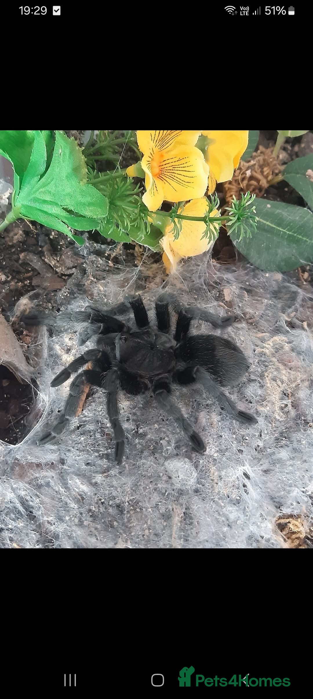 Tarantulas invertebrates for sale: Brazilian Black Sub Adult Female  - Image 2