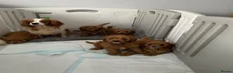 Cavapoo dogs for sale: ADORABLE CAVAPOO PUPPIES  - Advert 24