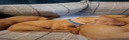 Hungarian Vizsla dogs for sale: Champion Bred Hungarian Vizsla Pups 0.9%COI KC Reg - Advert 10