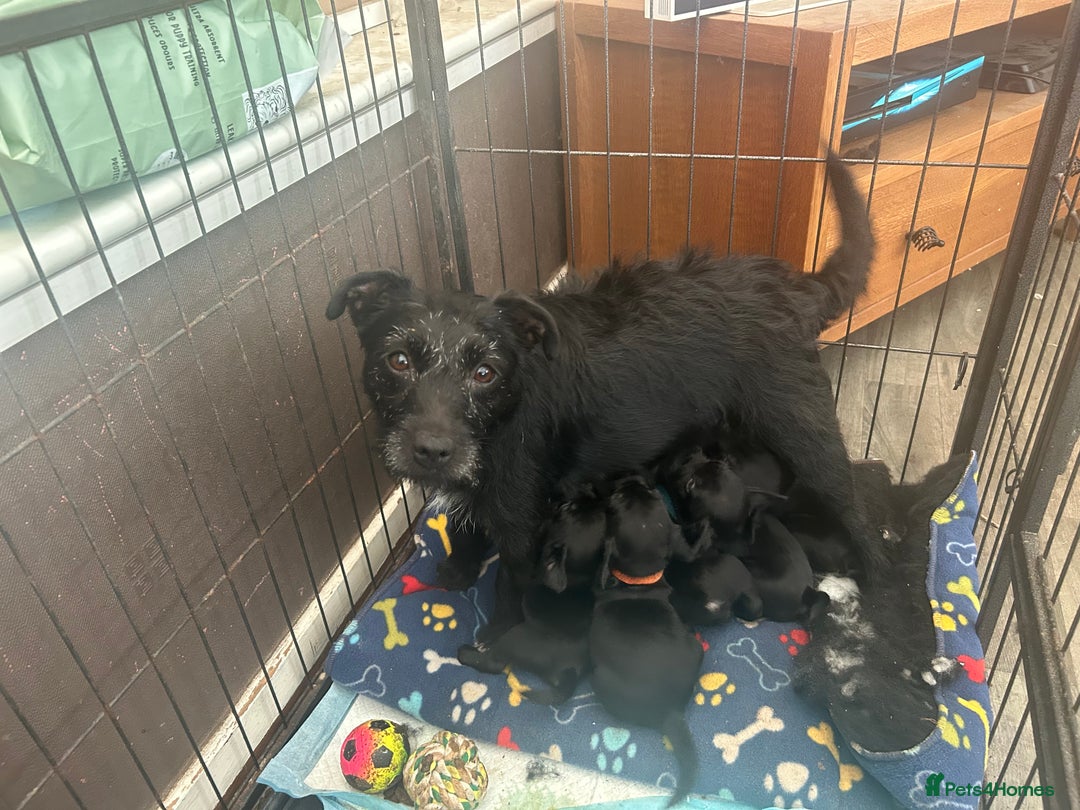 Patterdale Terrier dogs for sale: Stunning Patterdale pups  - Image 9