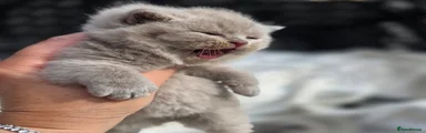 British Shorthair 4