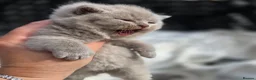 British Shorthair cats for sale: BEAUTIFUL BRITISH SHORTHAIR KITTENS  - Advert 31