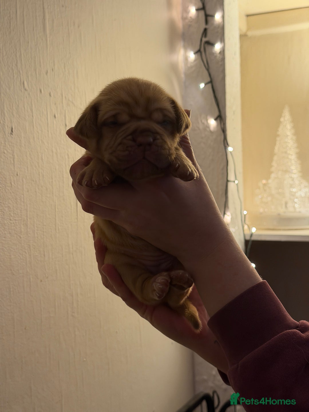 Dogue De Bordeaux dogs for sale: Beautiful Dogue De Bordeaux Puppies - Advert 39