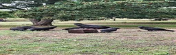 Chickens poultry for sale: Pure Ayam Cemani chicks  - Advert 4