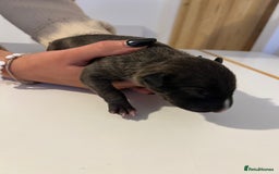 English Bull Terrier dogs for sale: Champion line EBT Puppies - Image 35