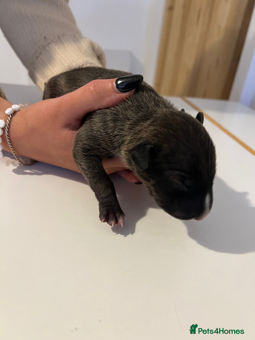 English Bull Terrier dogs for sale: Champion line EBT Puppies - Image 35