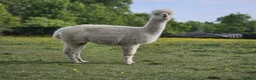 Alpaca livestock for sale: Four super BAS registered females for sale - Advert 8
