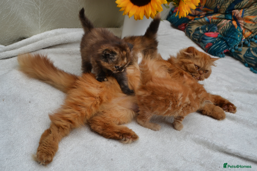Exotic cats for sale: Stunning Persian Kittens!! - Image 17