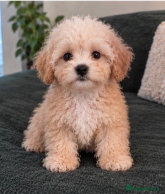 Maltipoo dogs Beautiful Asian maltipoo puppies  - Advert 2