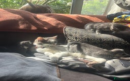 Russian Blue cats for sale: Last little lady  in Waltham Abbey - Image 10