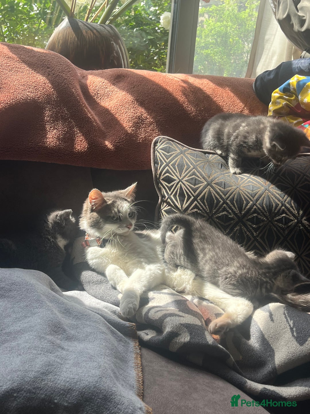 Russian Blue cats for sale: Last little lady  in Waltham Abbey - Image 10