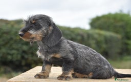 Dachshund dogs for sale: Ready to leave - Wire-haired dachshund pups - Image 3